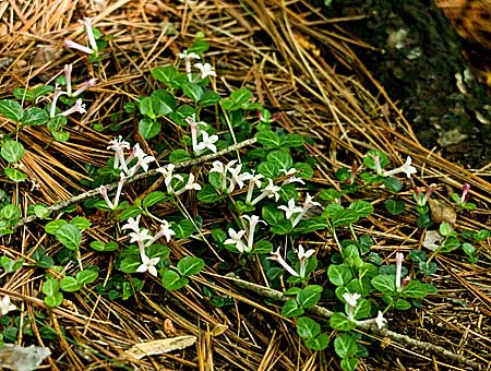 a cluster of flowers